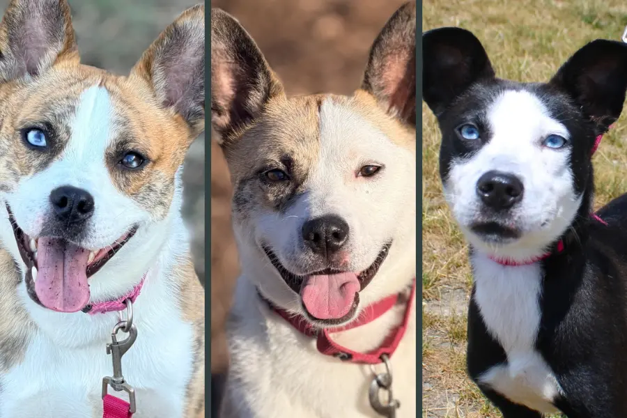 Three dog portraits, Tygren, Holiday, and Miracle, mixed Pomsky dogs available for adoption.